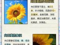 创造与魔法（探寻向日葵的奇妙世界）