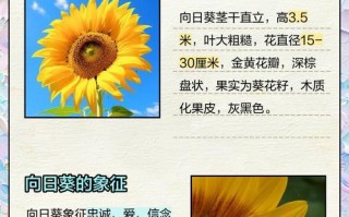 创造与魔法（探寻向日葵的奇妙世界）