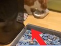 现实中的猫能玩我的世界吗？如何让宠物与游戏互动？