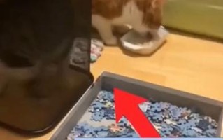 现实中的猫能玩我的世界吗？如何让宠物与游戏互动？