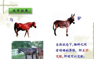 《以鸿之下》马匹特技与育马技巧要点详解（掌握游戏中的马术绝技）