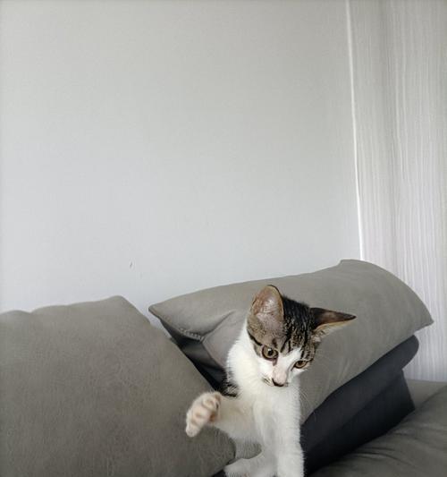 猫之城金涂鸦速刷攻略（掌握技巧）-第2张图片-西柚游戏