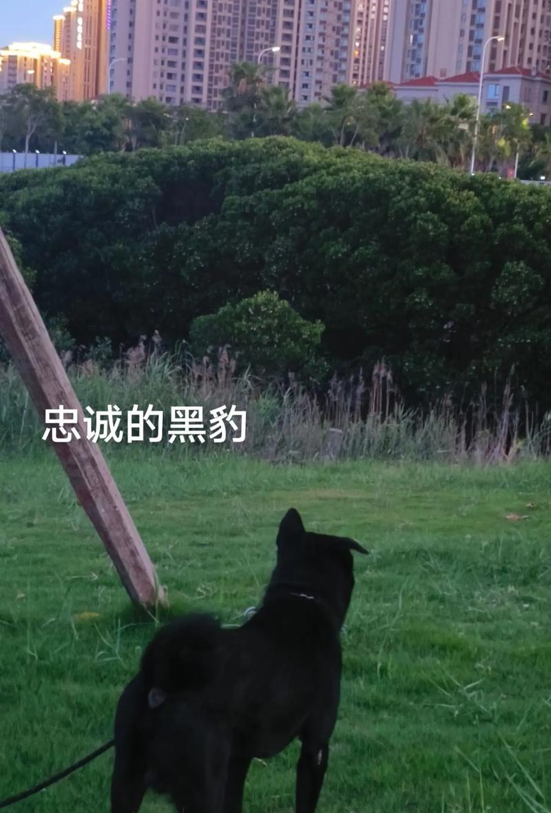 暗裔狗子的真名是什么？为何被称为狗子？-第2张图片-西柚游戏