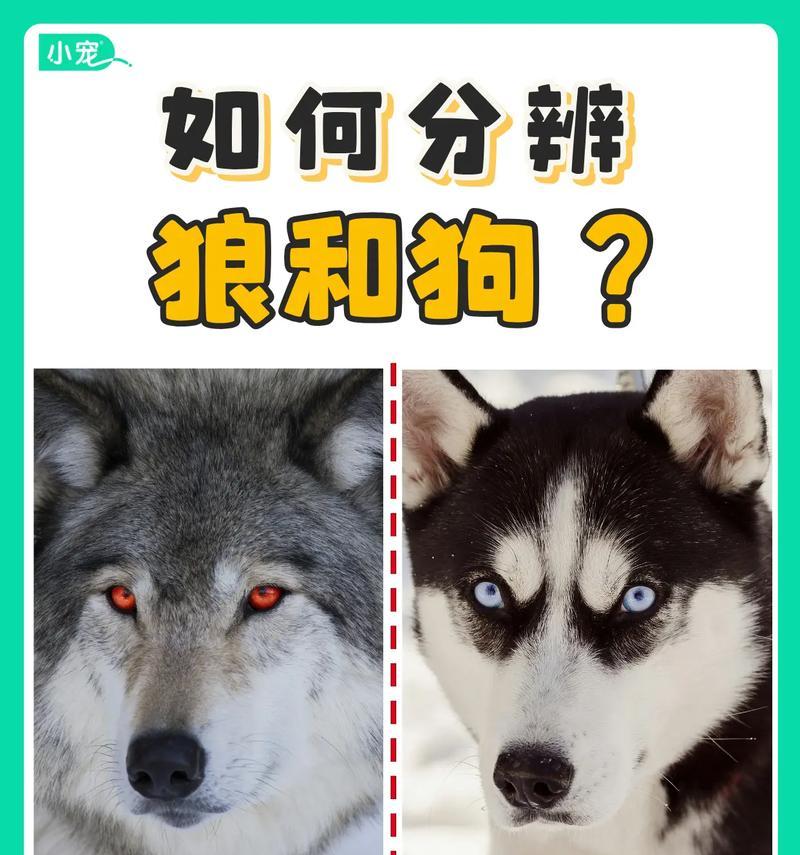 狼和狗在三国杀中如何区分？有哪些特征？-第3张图片-西柚游戏