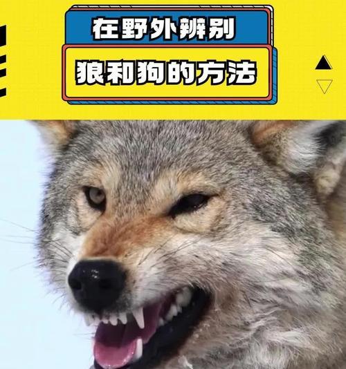 狼和狗在三国杀中如何区分？有哪些特征？-第2张图片-西柚游戏