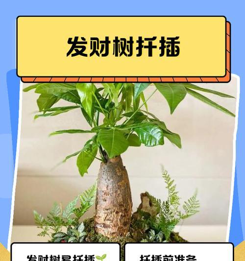 三国杀发财树的使用套路是什么？如何利用发财树获胜？-第3张图片-西柚游戏