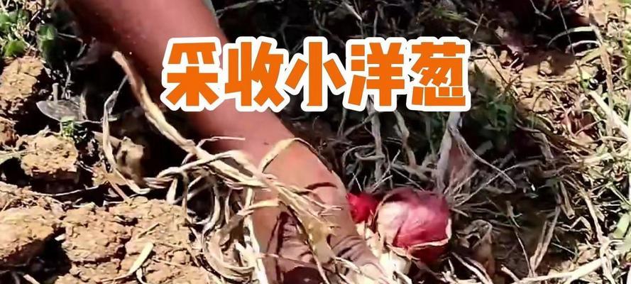 我的世界洋葱收割技巧有哪些？如何正确收割洋葱？-第3张图片-西柚游戏