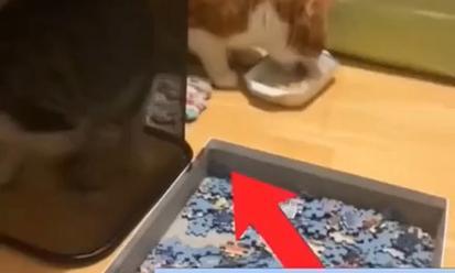 现实中的猫能玩我的世界吗？如何让宠物与游戏互动？-第1张图片-西柚游戏