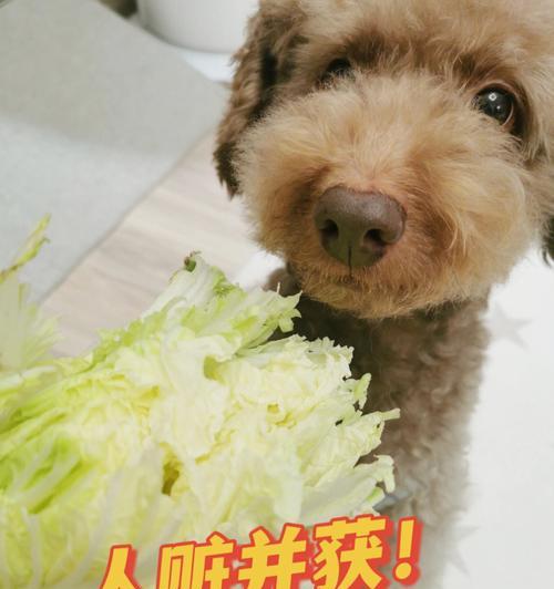 《小森生活》中如何防止被偷菜的操作方法（打造无法被侵犯的农场防线）-第2张图片-西柚游戏