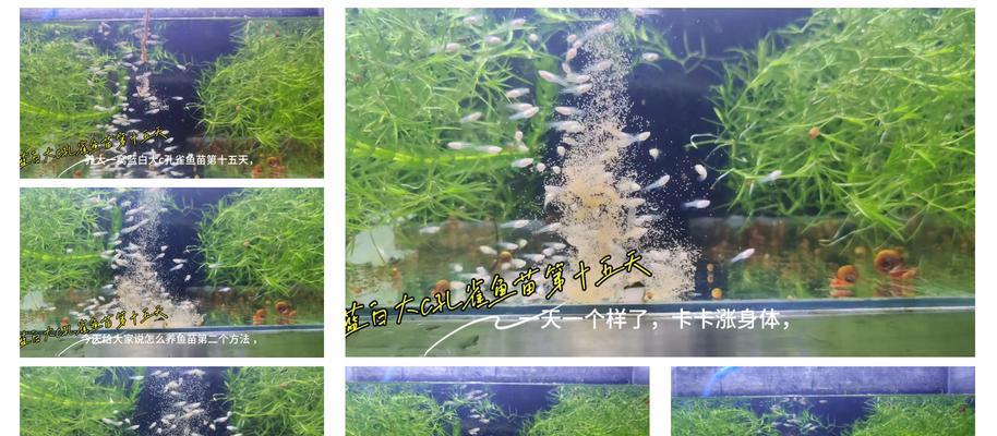 《我的世界》中鱼苗养殖的方法是什么？-第2张图片-西柚游戏