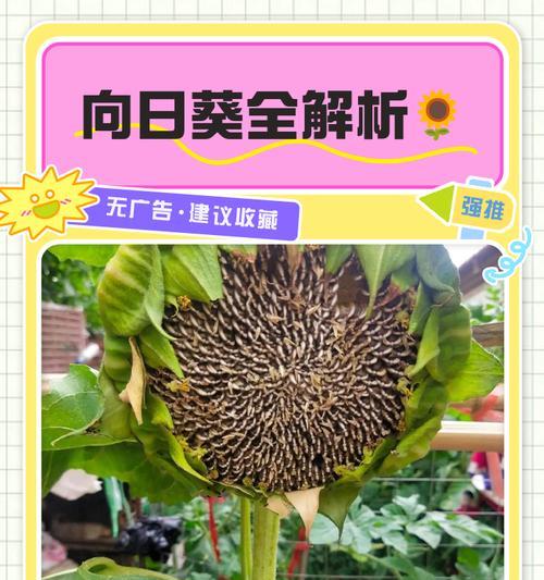 创造与魔法（探寻向日葵的奇妙世界）-第2张图片-西柚游戏