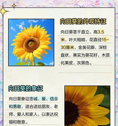 创造与魔法（探寻向日葵的奇妙世界）-第1张图片-西柚游戏